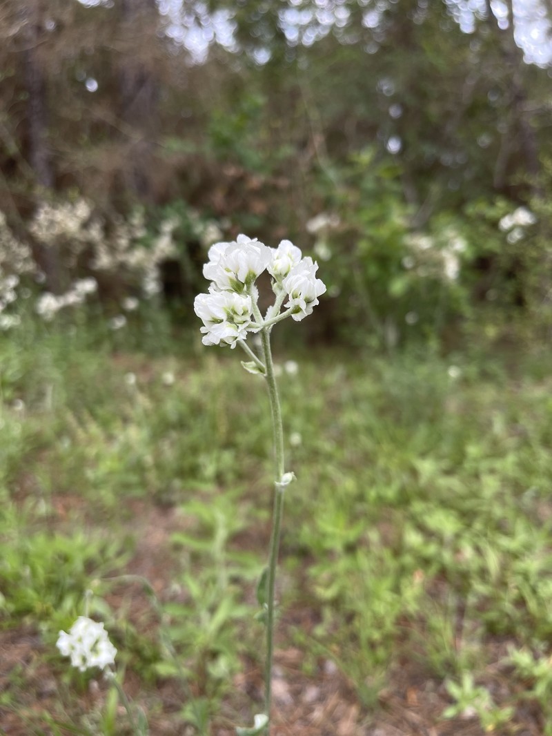 Hymenopappus artemisiifolius var. artemisiifolius photo 6