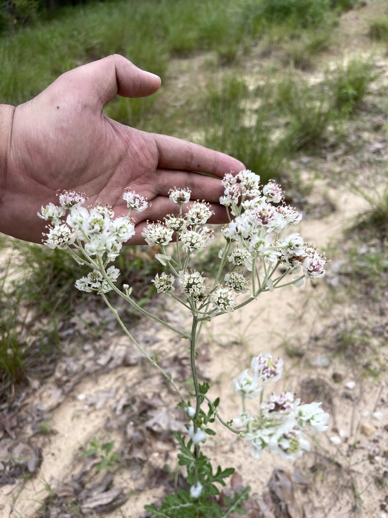 Hymenopappus artemisiifolius var. artemisiifolius photo 7