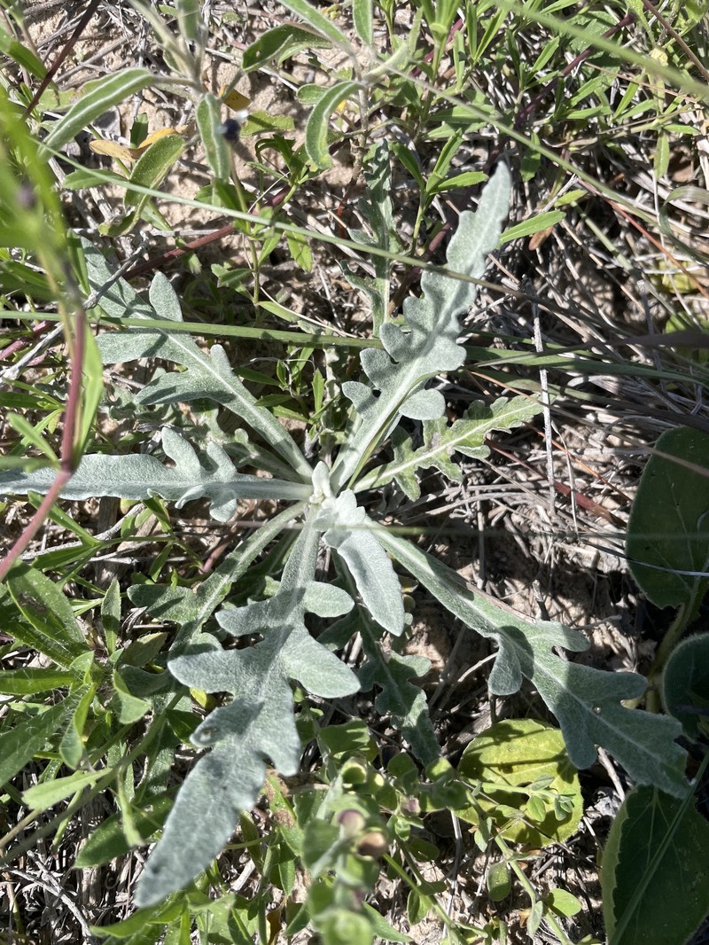 Hymenopappus artemisiifolius var. riograndensis photo 4
