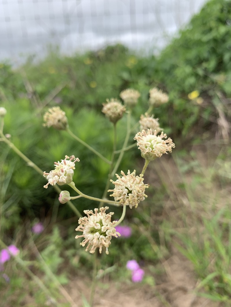 Hymenopappus artemisiifolius var. riograndensis