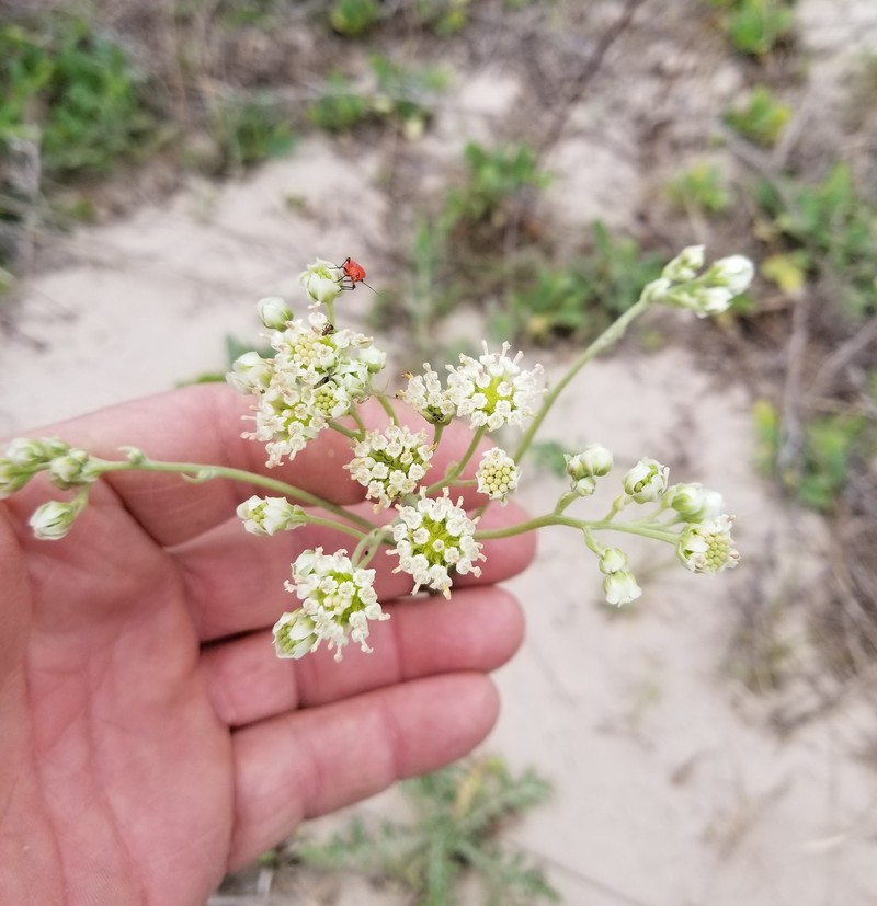 Hymenopappus artemisiifolius var. riograndensis photo 2