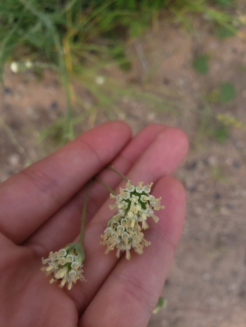 Hymenopappus artemisiifolius var. riograndensis photo 3