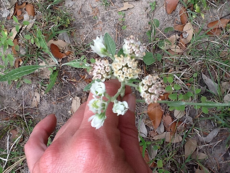 Hymenopappus artemisiifolius var. riograndensis photo 4