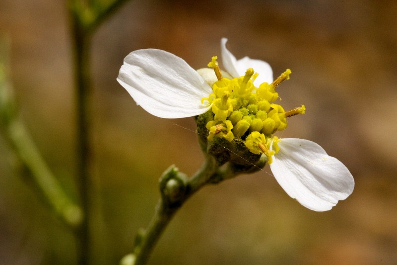 Biennial Woollywhite