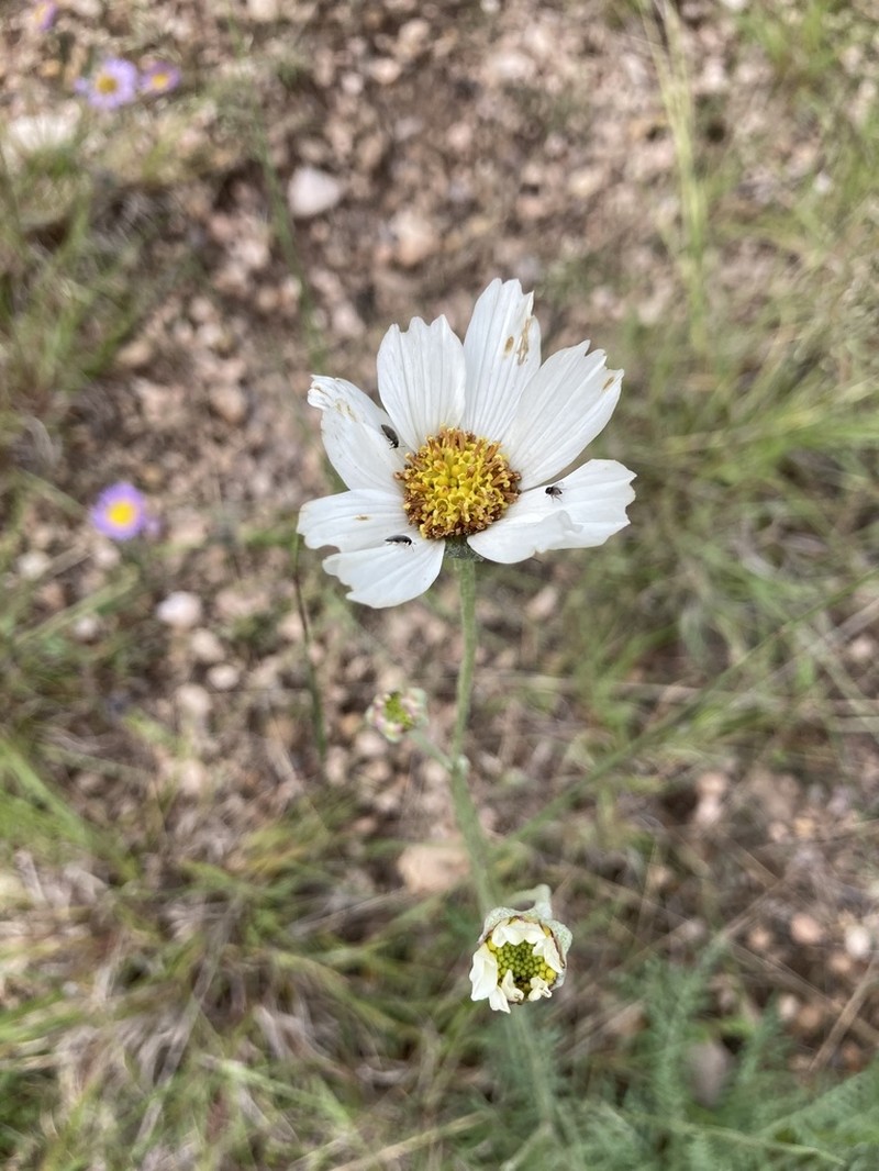 Biennial Woollywhite photo 3
