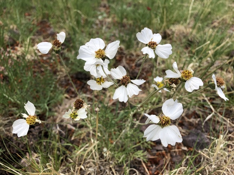 Biennial Woollywhite photo 7