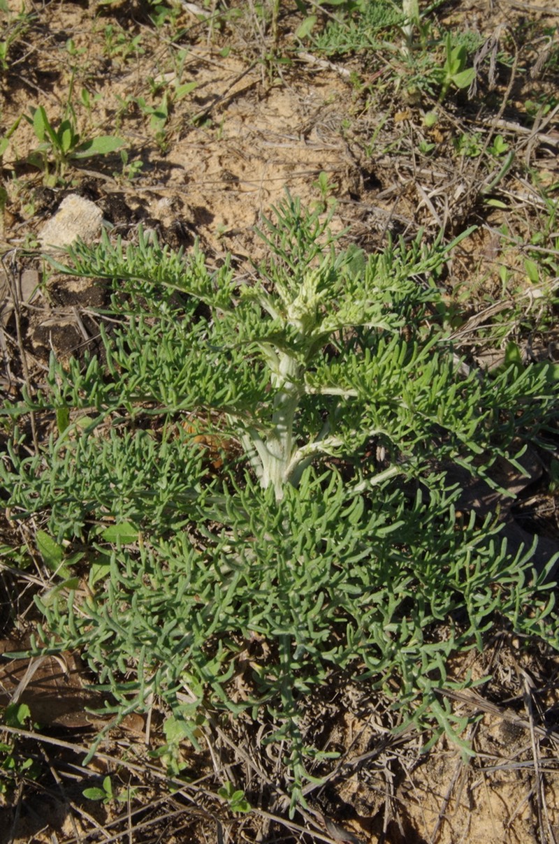 Carrizo Sands Woollywhite
