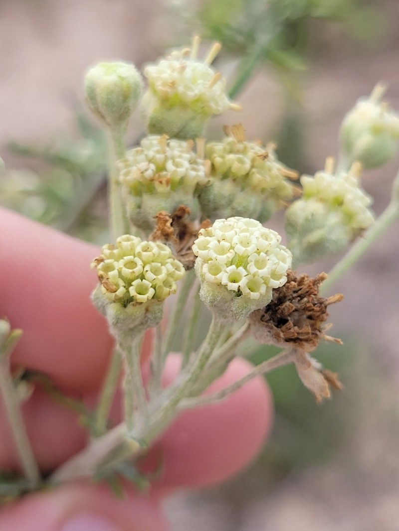 Carrizo Sands Woollywhite photo 2