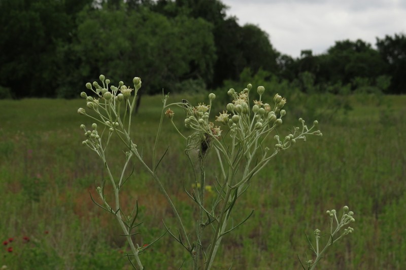 Carrizo Sands Woollywhite photo 4