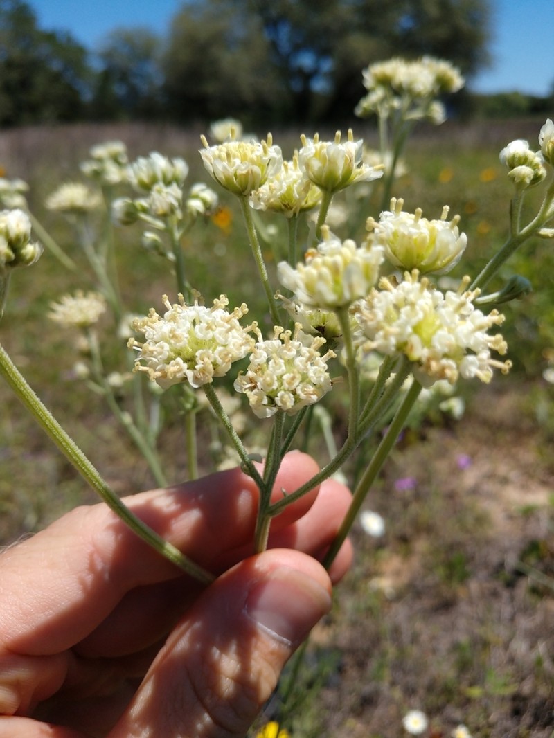 Carrizo Sands Woollywhite photo 6
