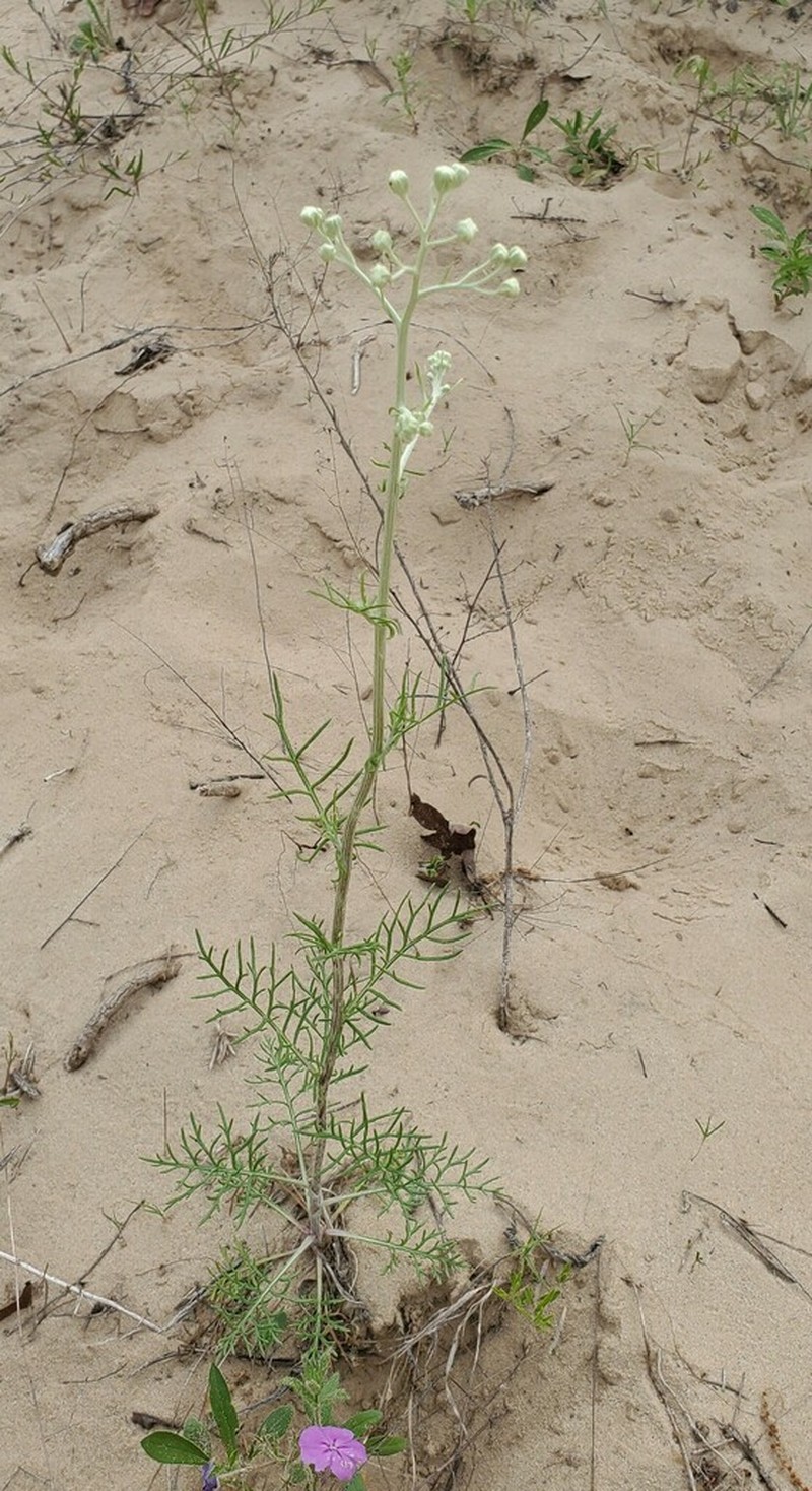 Carrizo Sands Woollywhite photo 7