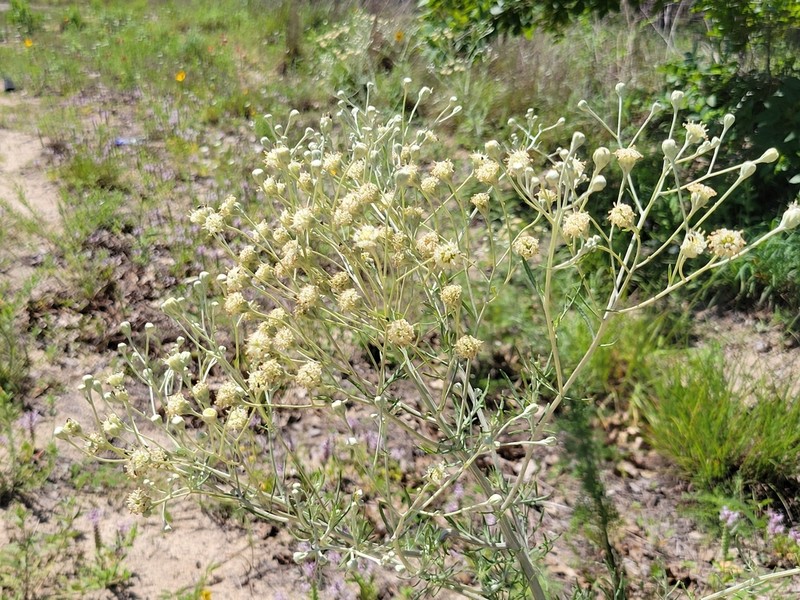 Carrizo Sands Woollywhite photo 8