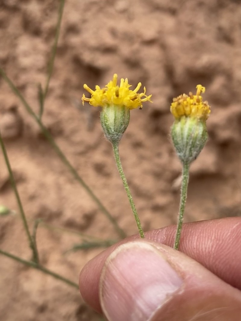 Fineleaf Hymenopappus