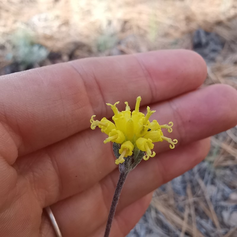 Fineleaf Hymenopappus photo 2