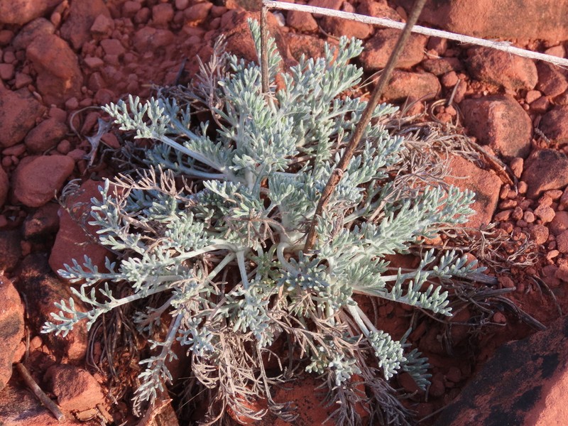 Fineleaf Hymenopappus photo 3