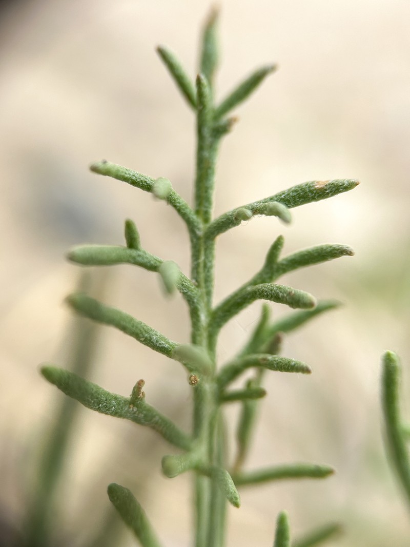 Fineleaf Hymenopappus photo 4