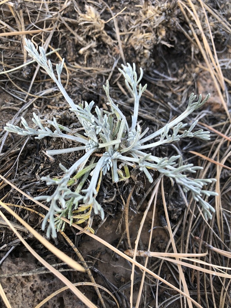 Fineleaf Hymenopappus photo 5
