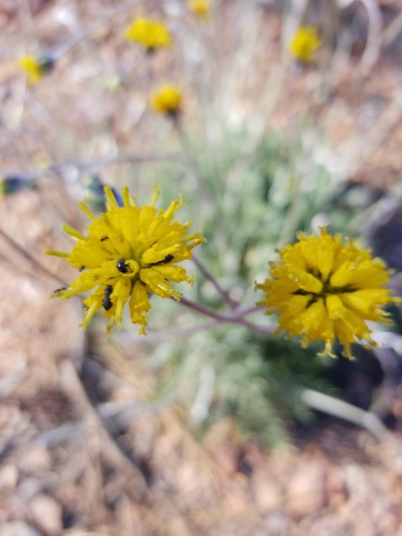 Fineleaf Hymenopappus photo 8