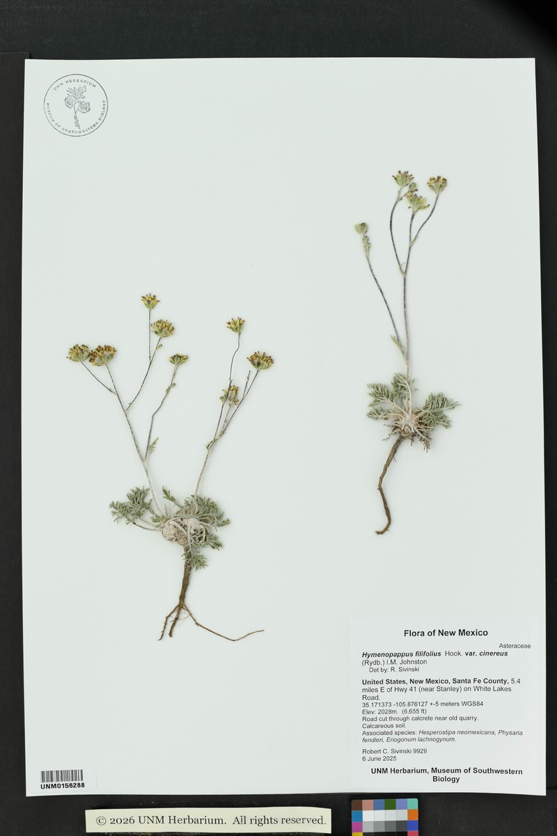 Hymenopappus filifolius var. cinereus photo 4