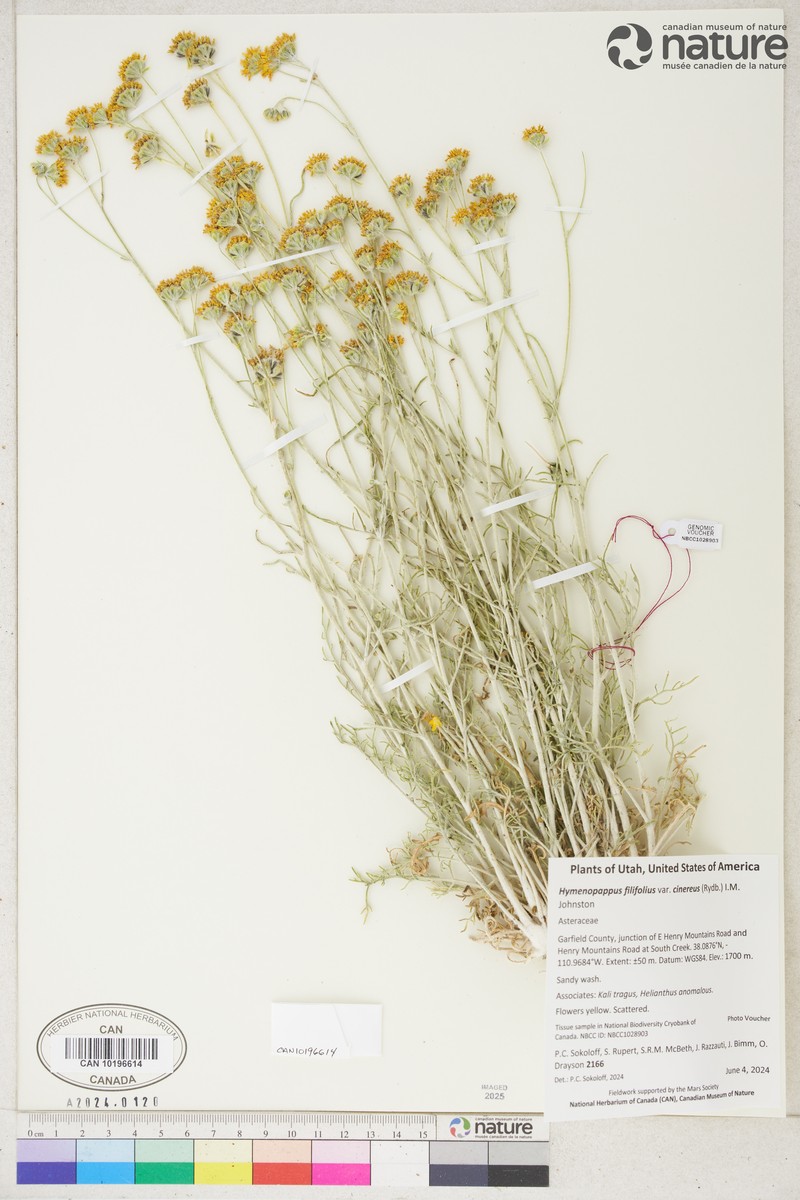 Hymenopappus filifolius var. cinereus photo 5