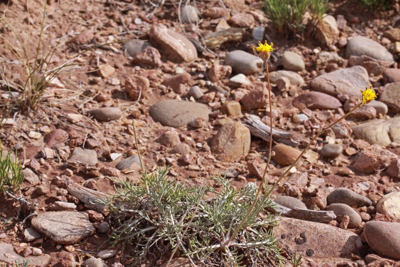 Hymenopappus filifolius var. cinereus