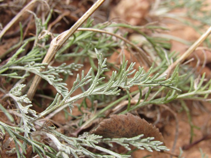 Hymenopappus filifolius var. cinereus photo 2