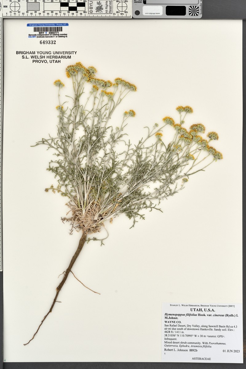 Hymenopappus filifolius var. cinereus photo 3