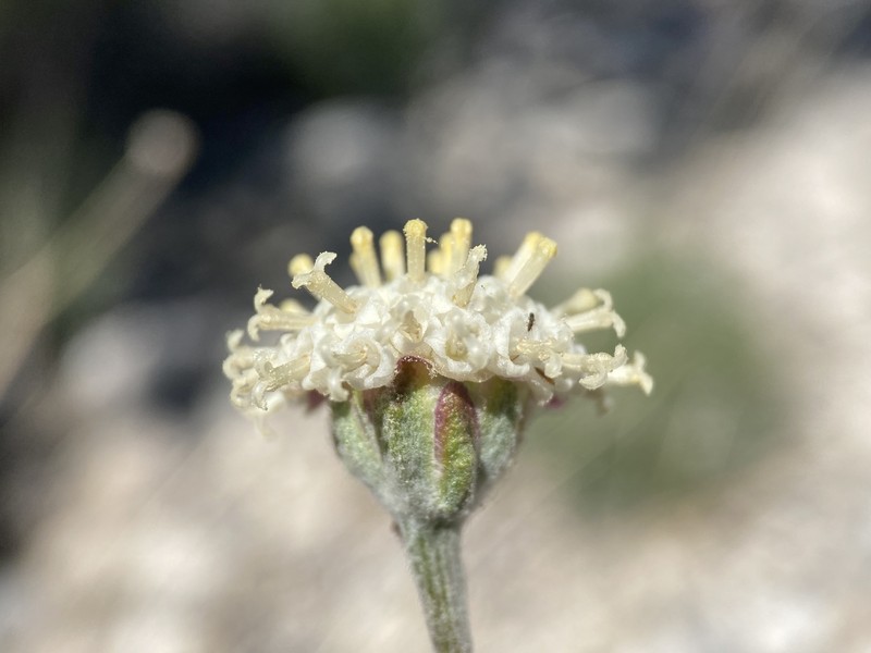 Hymenopappus filifolius var. eriopodus photo 2