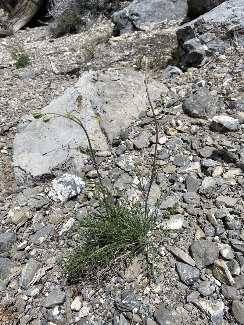 Hymenopappus filifolius var. eriopodus photo 3