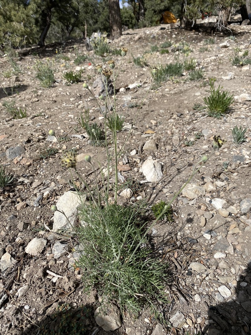 Hymenopappus filifolius var. eriopodus photo 4