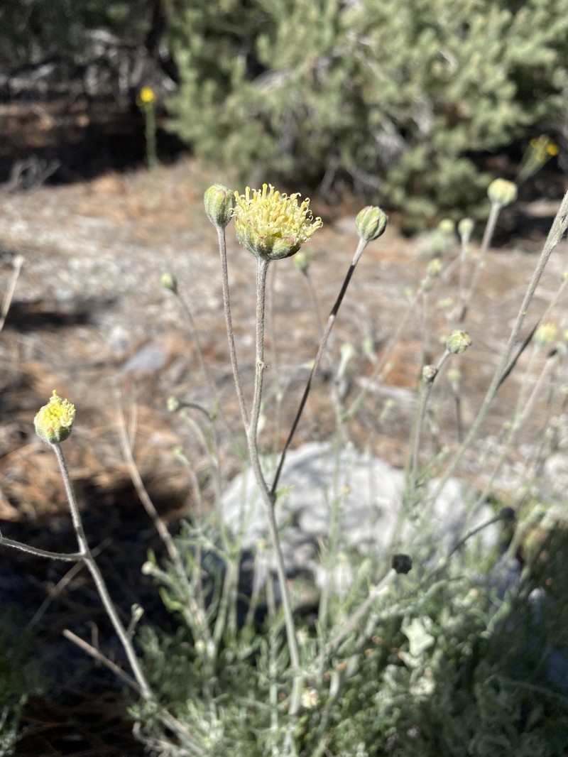 Hymenopappus filifolius var. eriopodus photo 5