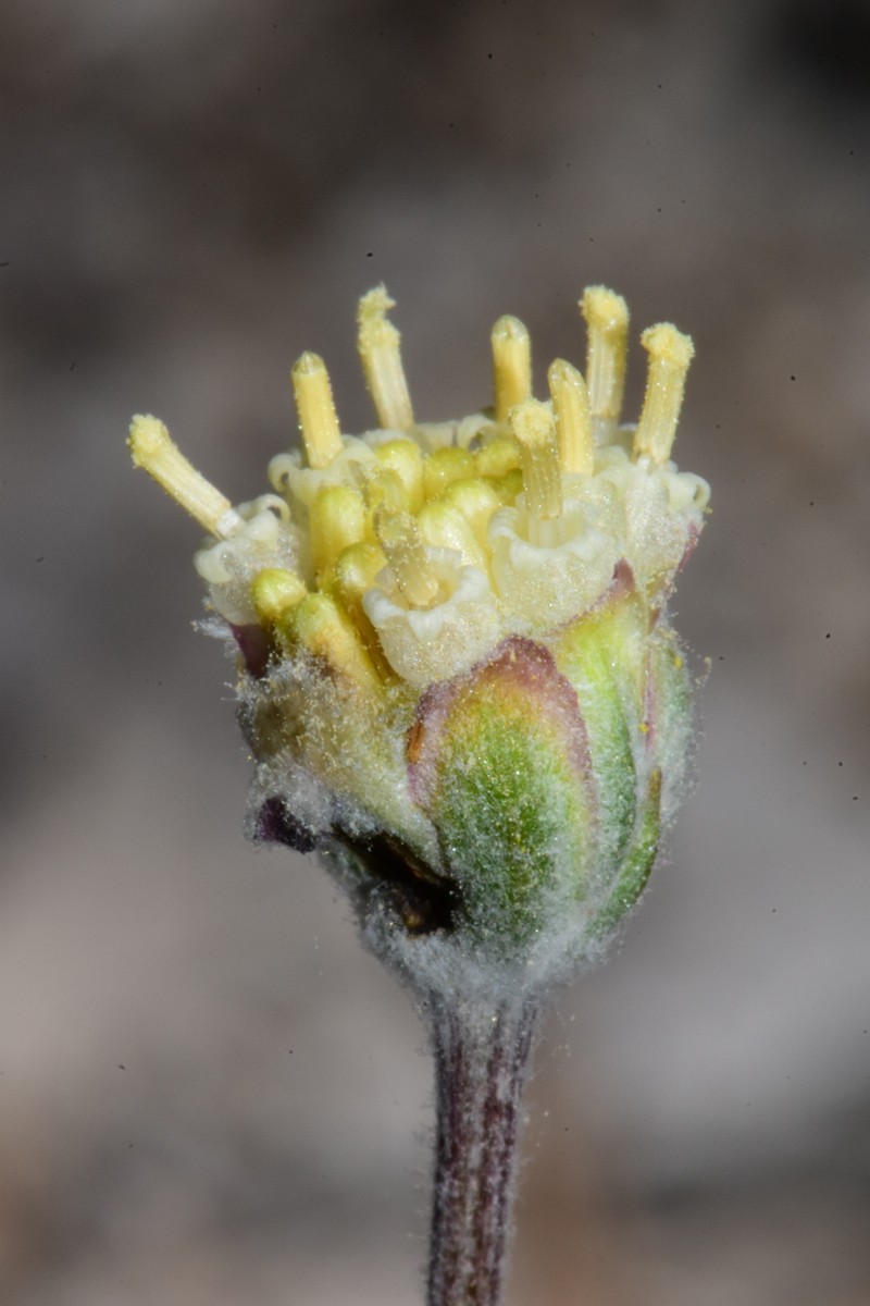 Hymenopappus filifolius var. eriopodus photo 6