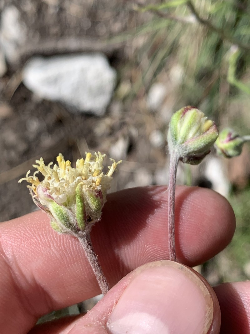 Hymenopappus filifolius var. eriopodus photo 7