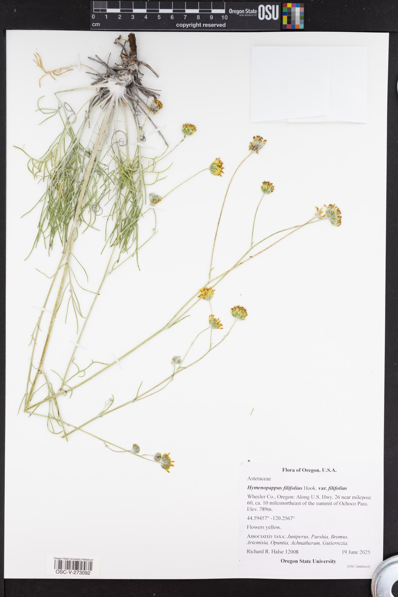 Hymenopappus filifolius var. filifolius photo 3