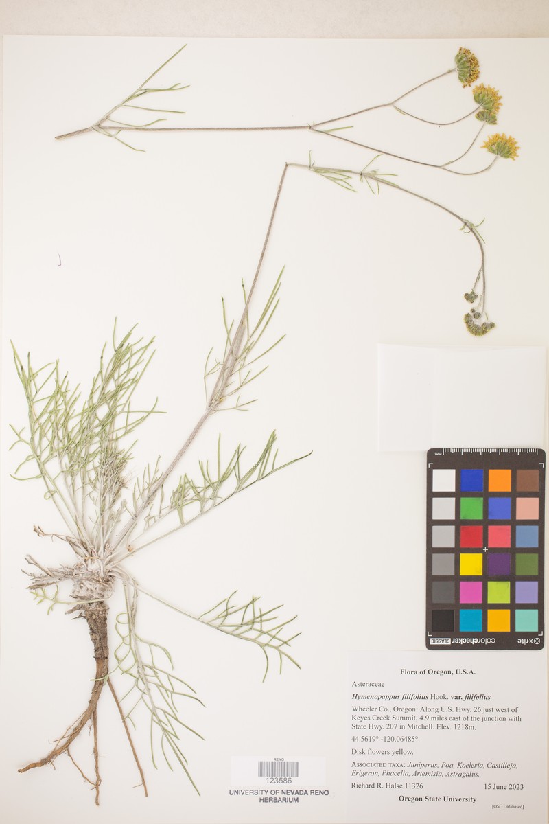 Hymenopappus filifolius var. filifolius photo 4