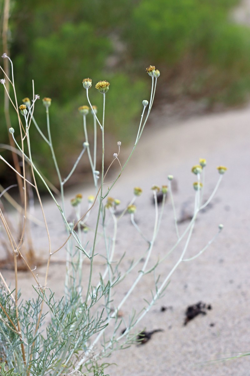 Hymenopappus filifolius var. filifolius