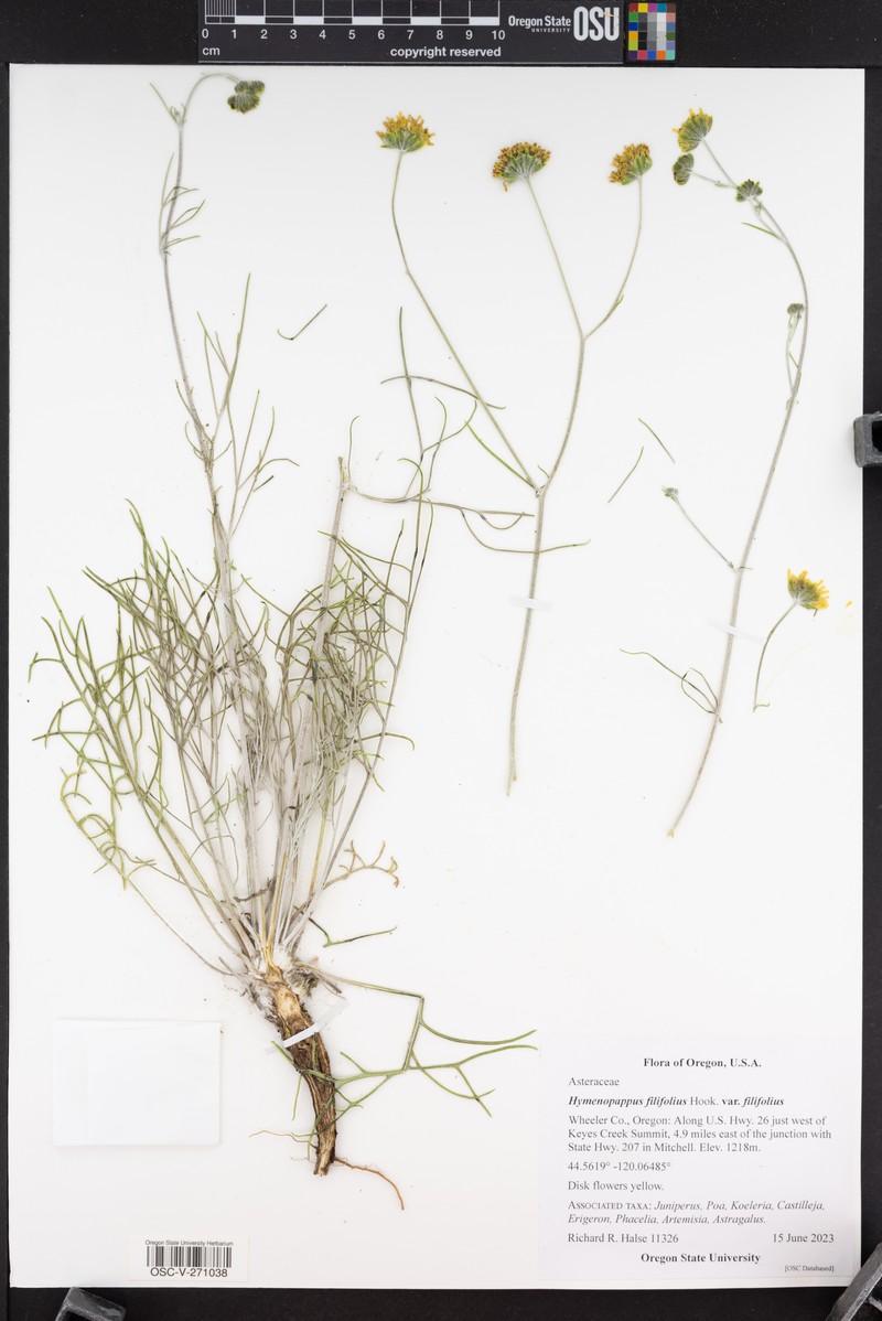 Hymenopappus filifolius var. filifolius photo 2