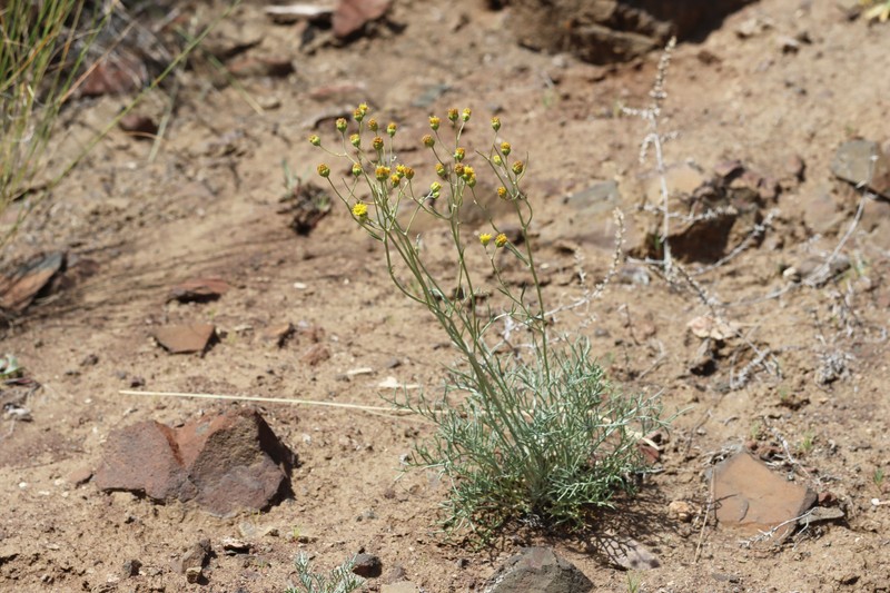 Hymenopappus filifolius var. idahoensis
