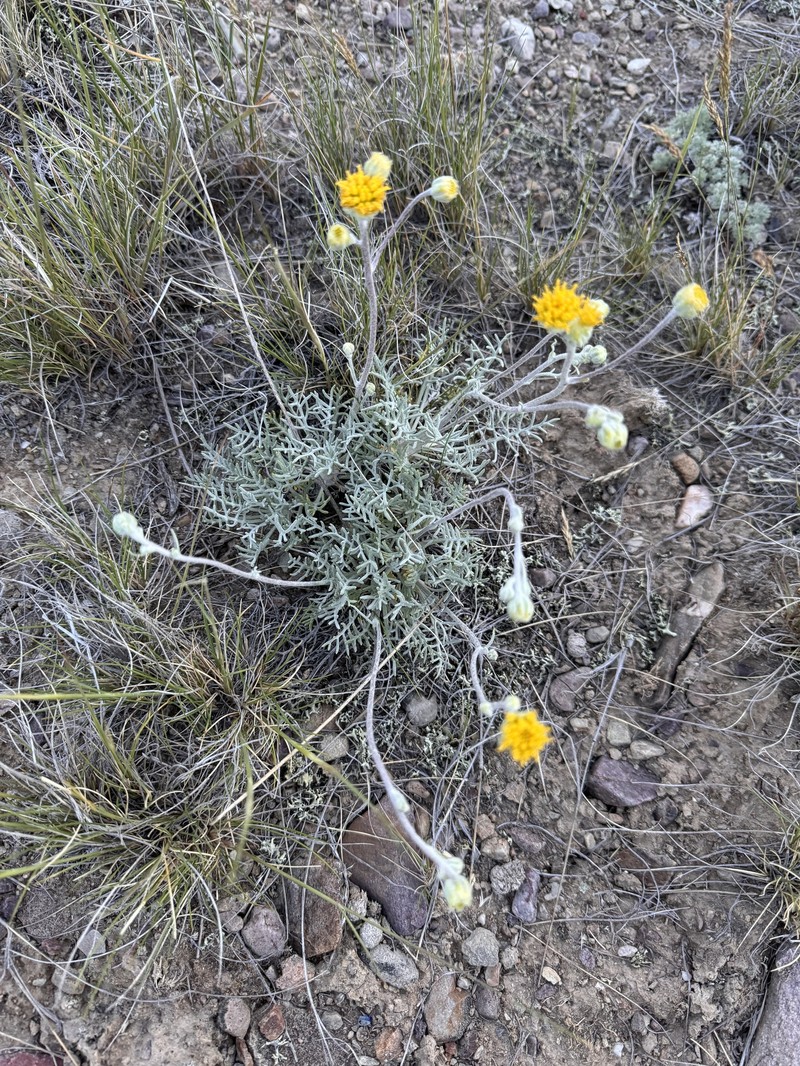 Hymenopappus filifolius var. idahoensis photo 2