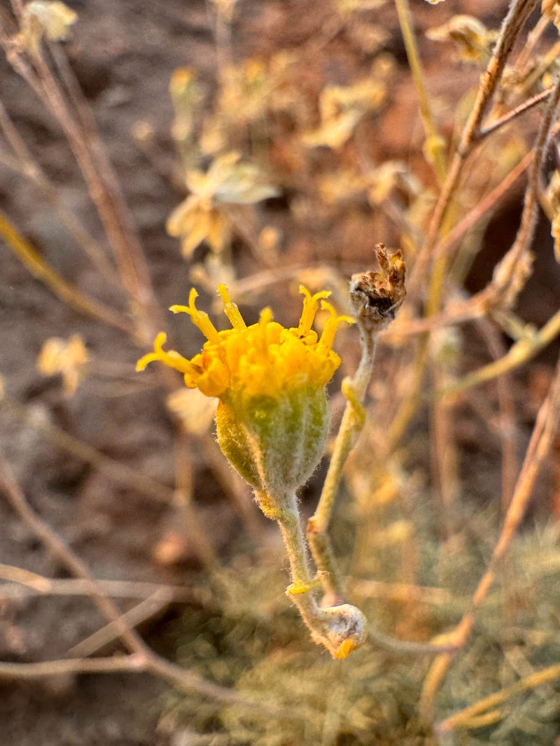 Hymenopappus filifolius var. idahoensis photo 3