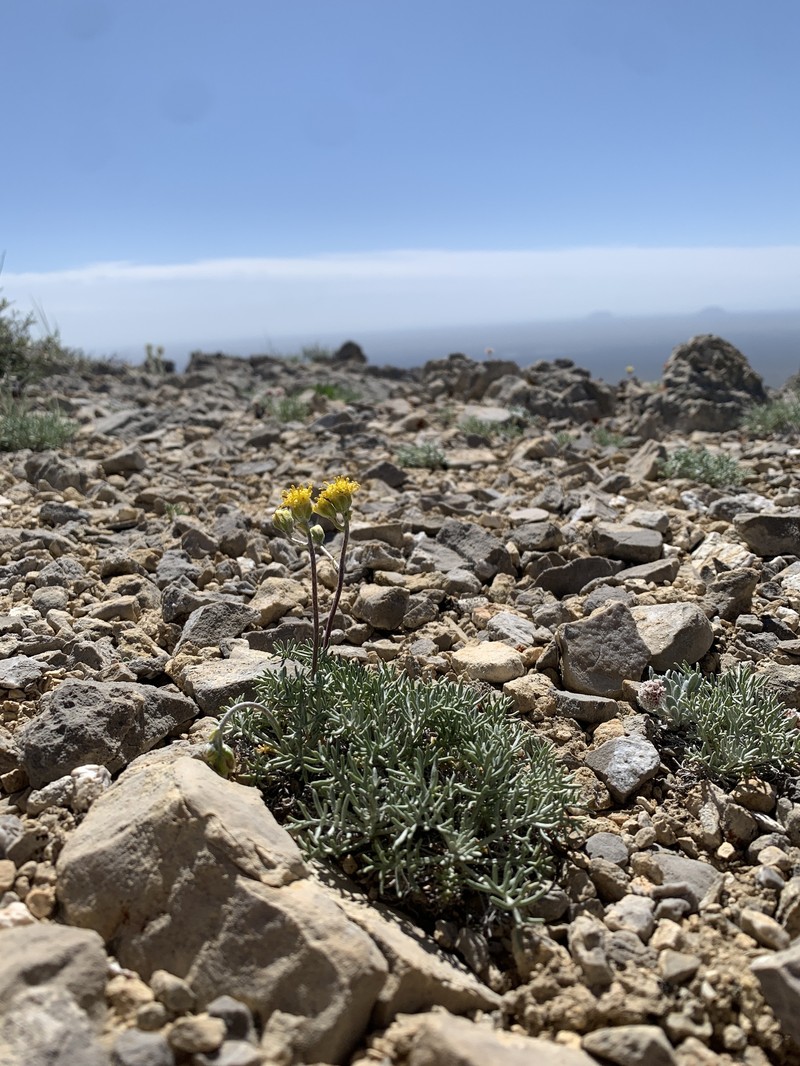 Hymenopappus filifolius var. idahoensis photo 4