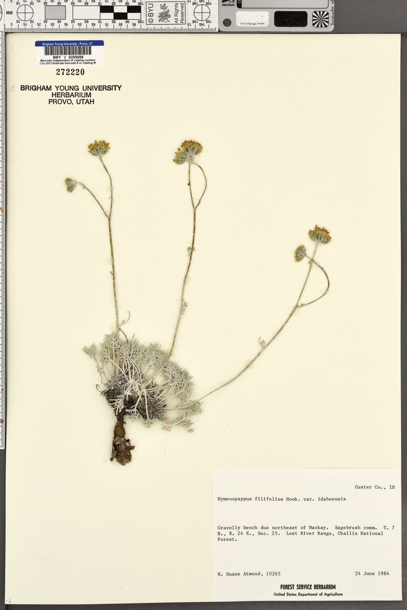 Hymenopappus filifolius var. idahoensis photo 5