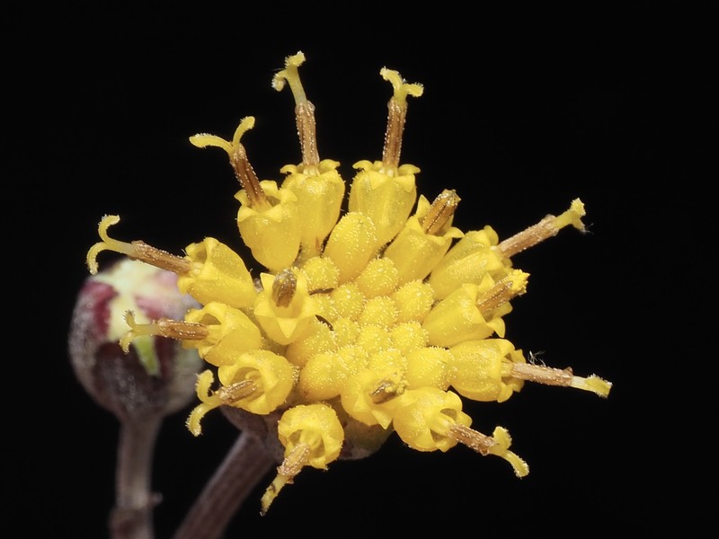 Hymenopappus filifolius var. lugens