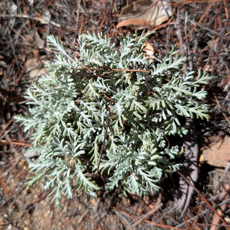 Hymenopappus filifolius var. lugens photo 2