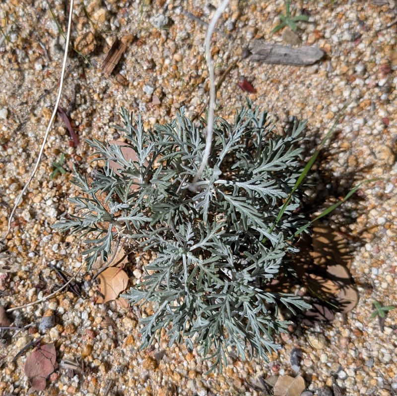 Hymenopappus filifolius var. lugens photo 3