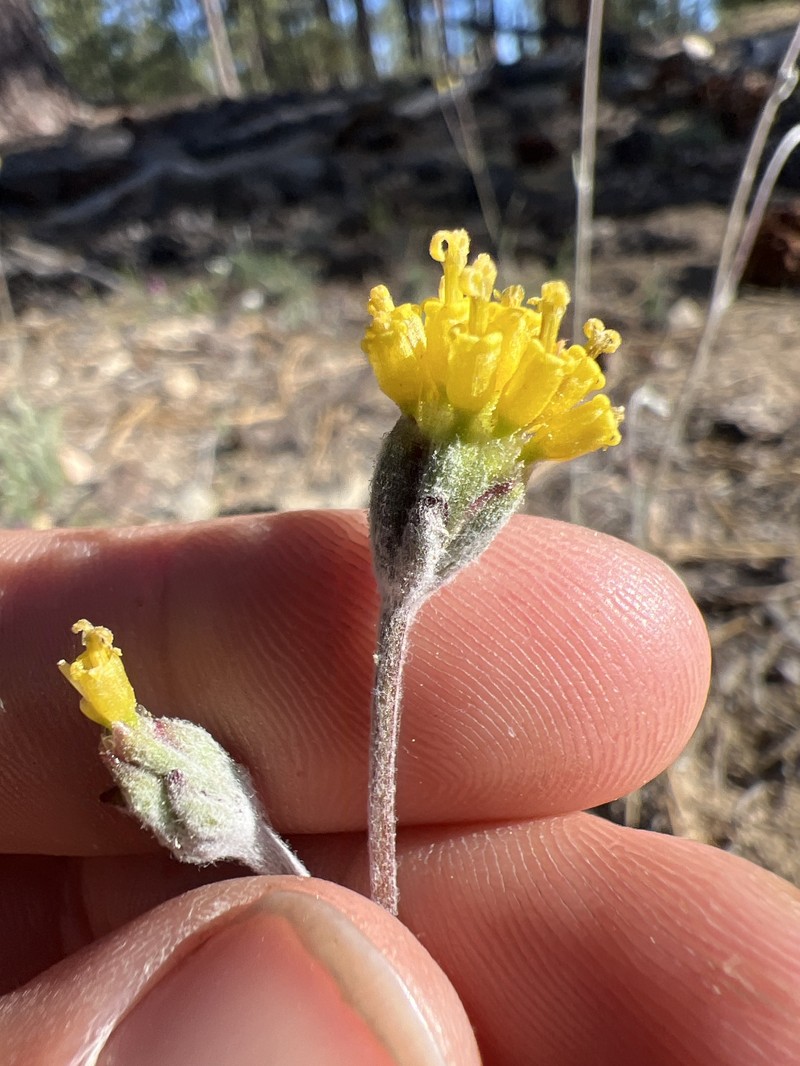 Hymenopappus filifolius var. lugens photo 4