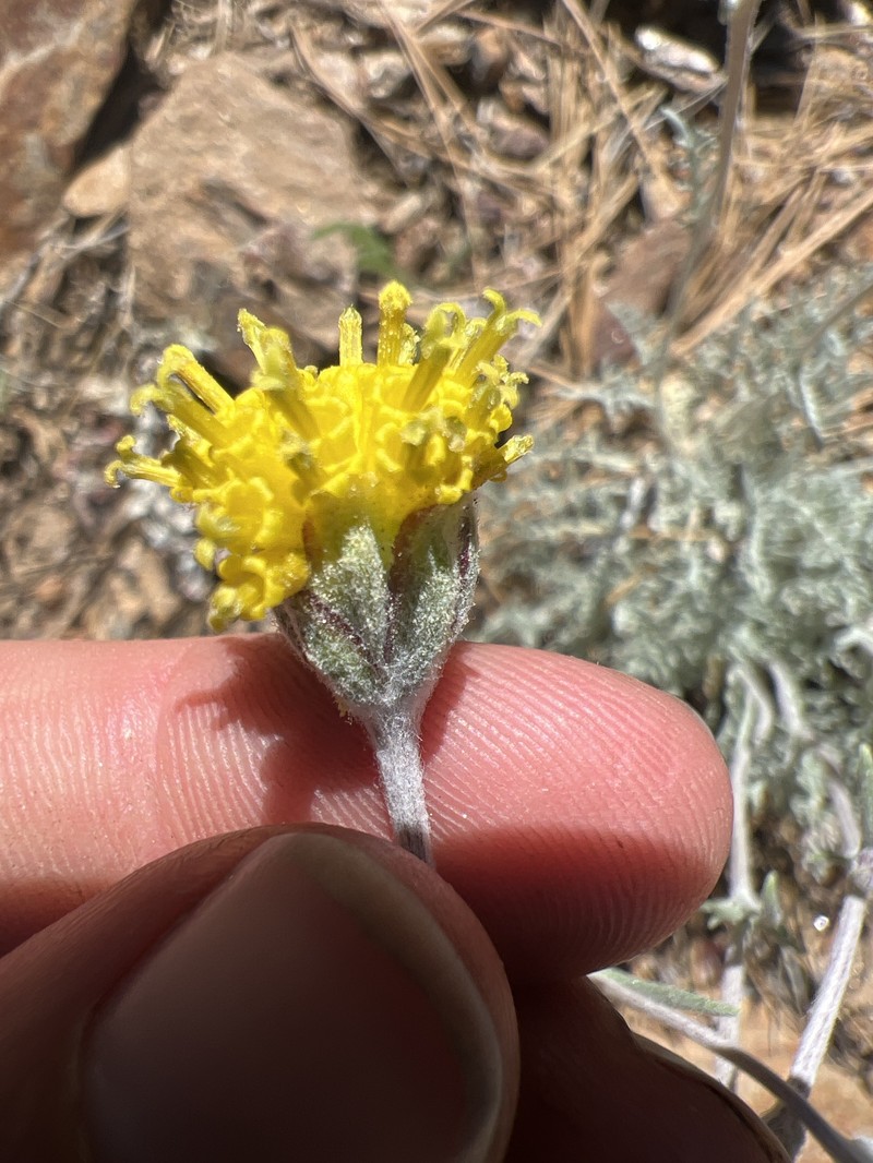 Hymenopappus filifolius var. lugens photo 5