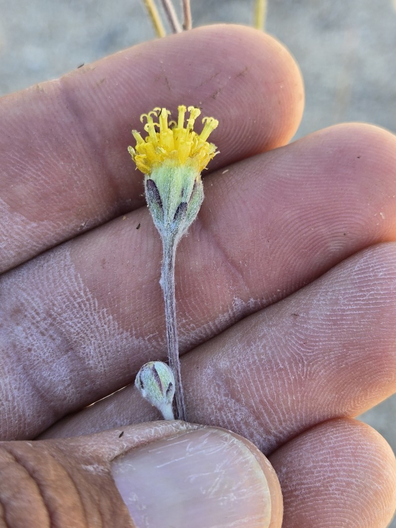 Hymenopappus filifolius var. lugens photo 6