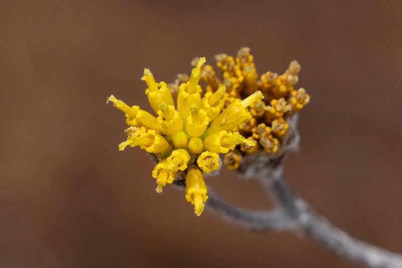 Hymenopappus filifolius var. lugens photo 7