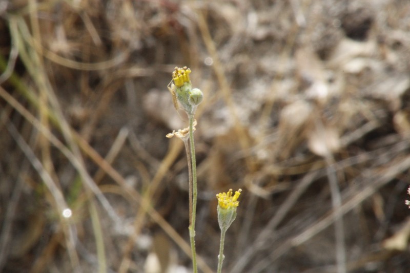 Hymenopappus filifolius var. lugens photo 8